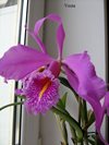 Cattleya maxima 